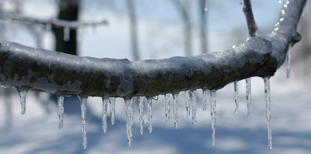 Branch Icicle